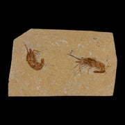 2 Two Fossil Shrimp Carpopenaeus Cretaceous Age 100 Mil Yrs Old Lebanon COA