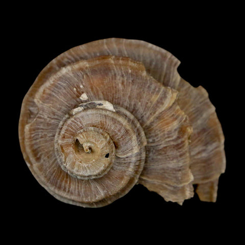 1.6" Ecphora Gardnerae Gastropod Fossil Shell Lee Creek Miocene Epoch North Carolina - Fossil Age Minerals