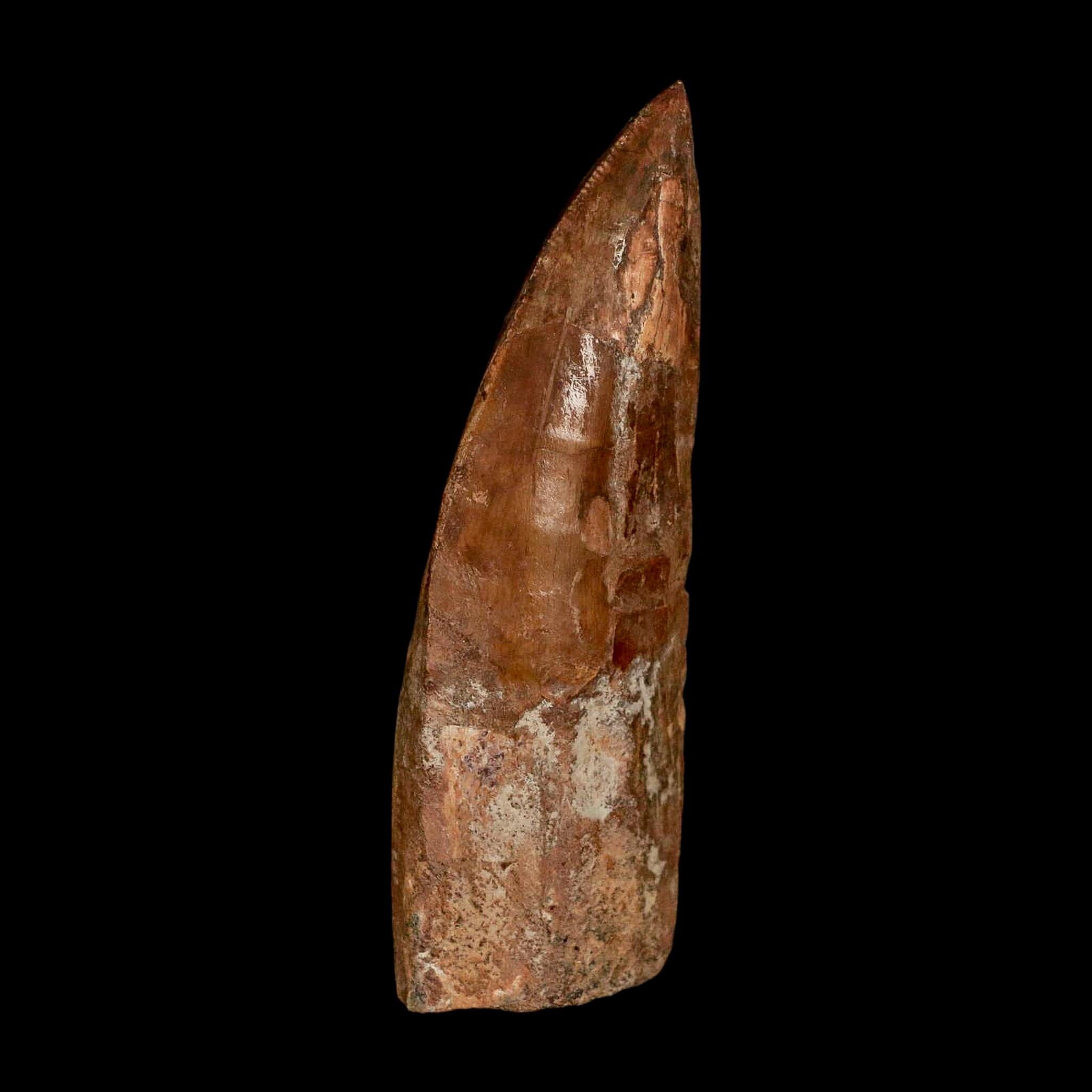 XL 3.5" Carcharodontosaurus Serrated Fossil Tooth Cretaceous Theropod Dinosaur COA - Fossil Age Minerals