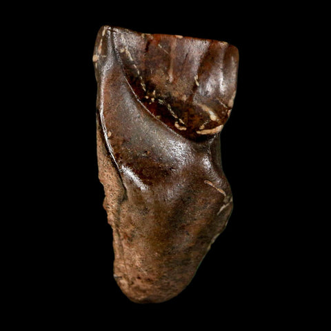 0.7" Triceratops Fossil Tooth Lance Creek FM Cretaceous Dinosaur WY COA Display - Fossil Age Minerals