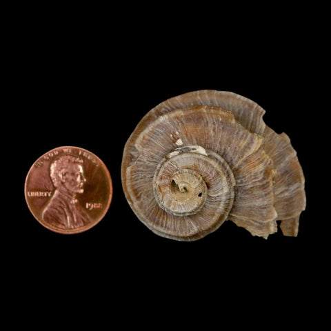 1.6" Ecphora Gardnerae Gastropod Fossil Shell Lee Creek Miocene Epoch North Carolina - Fossil Age Minerals