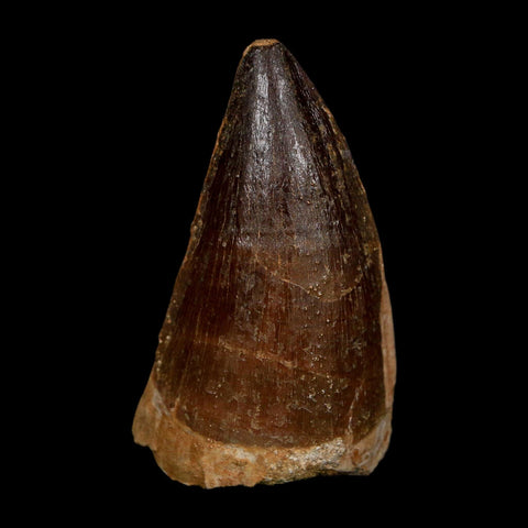 XL 2.3" Mosasaur Prognathodon Fossil Tooth Cretaceous Dinosaur Era COA, Stand