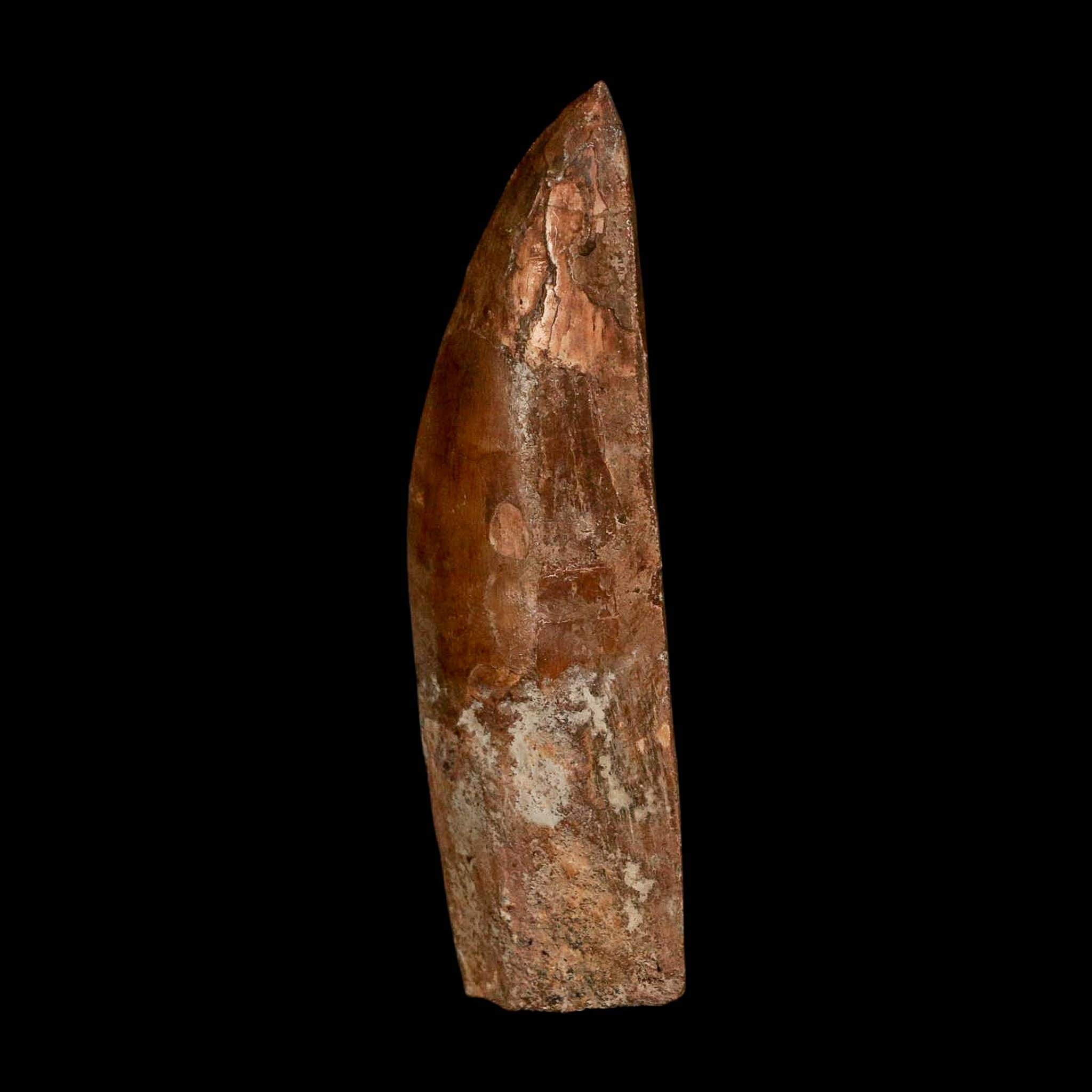 XL 3.5" Carcharodontosaurus Serrated Fossil Tooth Cretaceous Theropod Dinosaur COA - Fossil Age Minerals