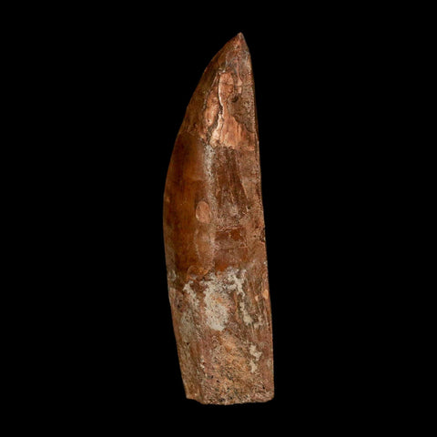 XL 3.5" Carcharodontosaurus Serrated Fossil Tooth Cretaceous Theropod Dinosaur COA - Fossil Age Minerals