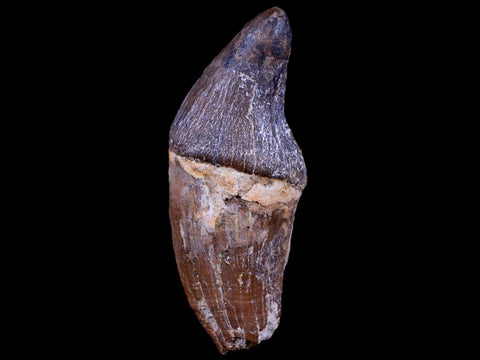 3.2" Pappocetus Lugardi Tooth Prehistoric Whale 40-34 Mil Yrs Old Eocene Age - Fossil Age Minerals