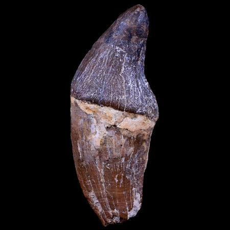 3.2" Pappocetus Lugardi Tooth Prehistoric Whale 40-34 Mil Yrs Old Eocene Age