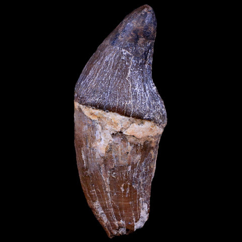 3.2" Pappocetus Lugardi Tooth Prehistoric Whale 40-34 Mil Yrs Old Eocene Age - Fossil Age Minerals