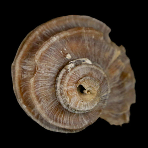 1.6" Ecphora Gardnerae Gastropod Fossil Shell Lee Creek Miocene Epoch North Carolina - Fossil Age Minerals