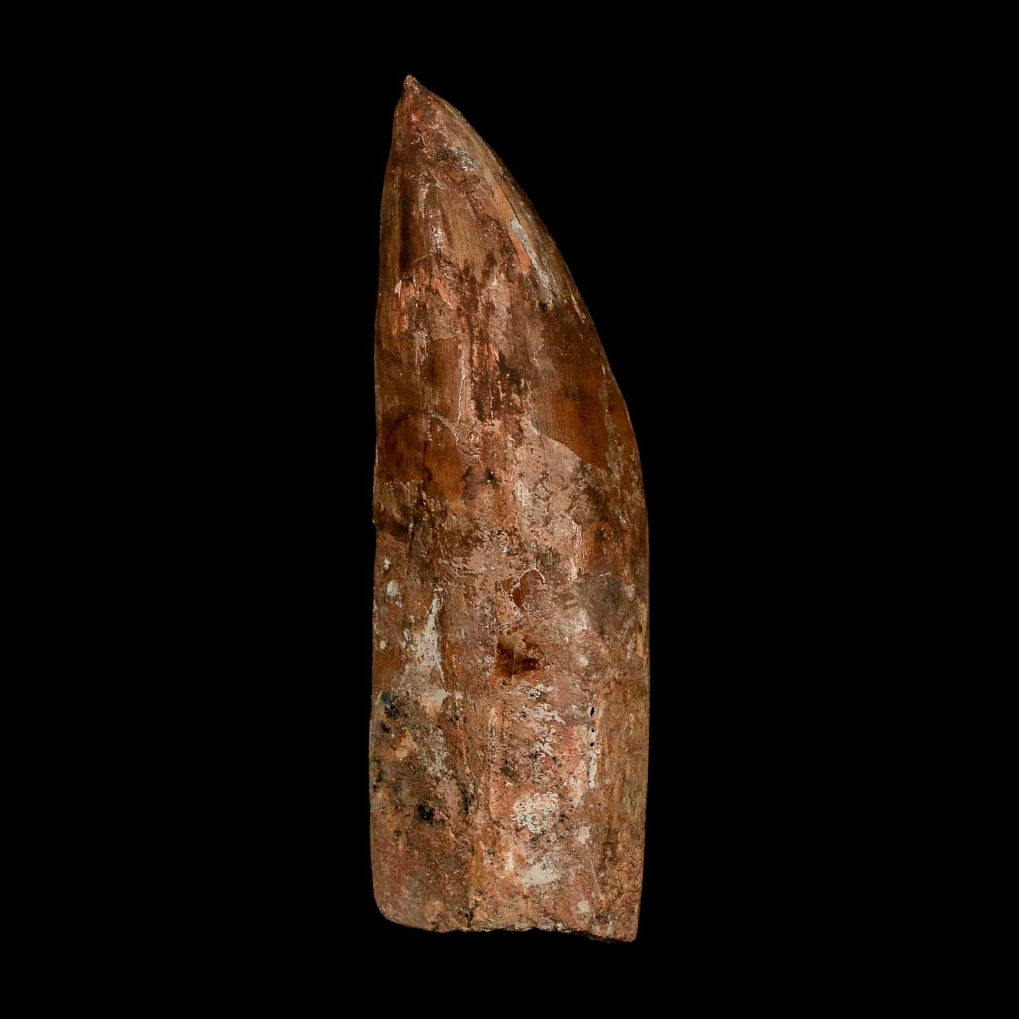 XL 3.5" Carcharodontosaurus Serrated Fossil Tooth Cretaceous Theropod Dinosaur COA - Fossil Age Minerals