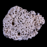 2.2" Glyptodon Fossil Osteoderm Scute Plate Bony Armor Pliocene Age Uruguay COA