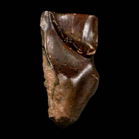 0.7" Triceratops Fossil Tooth Lance Creek FM Cretaceous Dinosaur WY COA Display