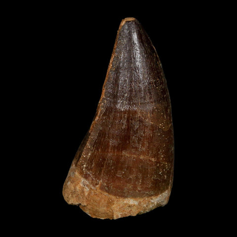 XL 2.3" Mosasaur Prognathodon Fossil Tooth Cretaceous Dinosaur Era COA, Stand