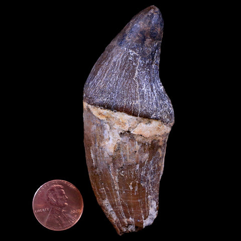 3.2" Pappocetus Lugardi Tooth Prehistoric Whale 40-34 Mil Yrs Old Eocene Age - Fossil Age Minerals