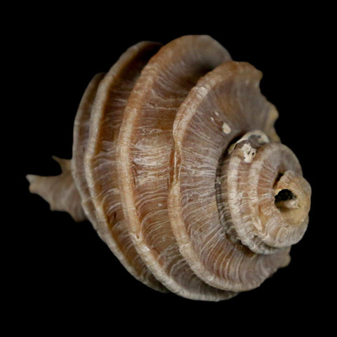 1.6" Ecphora Gardnerae Gastropod Fossil Shell Lee Creek Miocene Epoch North Carolina - Fossil Age Minerals