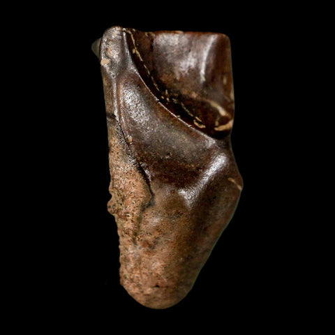 0.7" Triceratops Fossil Tooth Lance Creek FM Cretaceous Dinosaur WY COA Display - Fossil Age Minerals