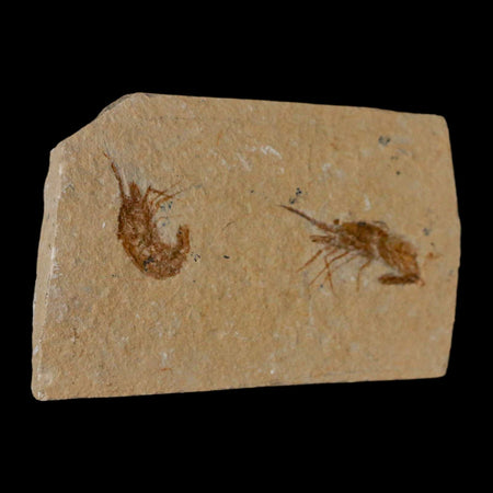 2 Two Fossil Shrimp Carpopenaeus Cretaceous Age 100 Mil Yrs Old Lebanon COA