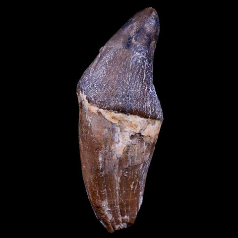 3.2" Pappocetus Lugardi Tooth Prehistoric Whale 40-34 Mil Yrs Old Eocene Age - Fossil Age Minerals