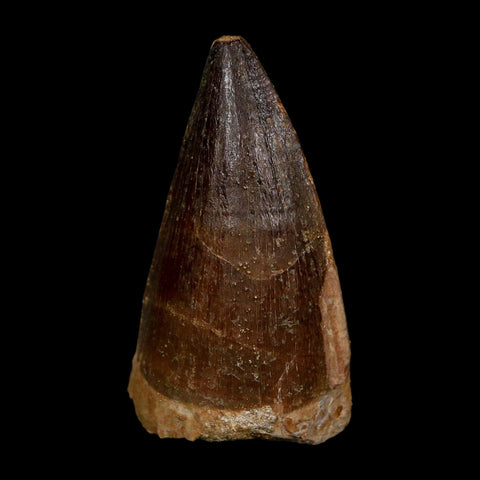 XL 2.3" Mosasaur Prognathodon Fossil Tooth Cretaceous Dinosaur Era COA, Stand