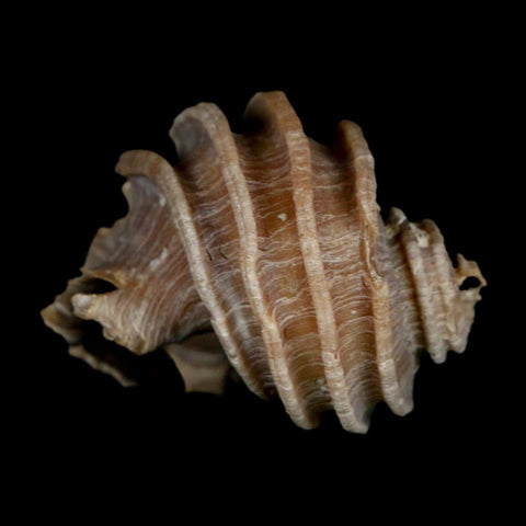 1.6" Ecphora Gardnerae Gastropod Fossil Shell Lee Creek Miocene Epoch North Carolina - Fossil Age Minerals