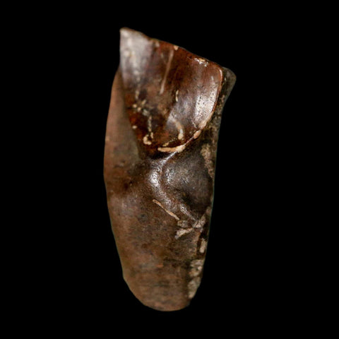 0.7" Triceratops Fossil Tooth Lance Creek FM Cretaceous Dinosaur WY COA Display - Fossil Age Minerals