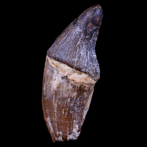 3.2" Pappocetus Lugardi Tooth Prehistoric Whale 40-34 Mil Yrs Old Eocene Age - Fossil Age Minerals