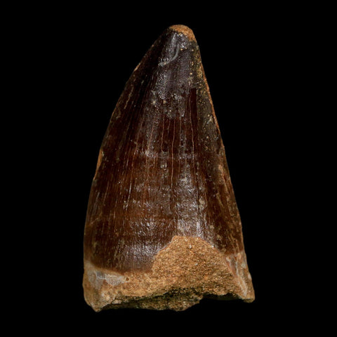 XL 2.3" Mosasaur Prognathodon Fossil Tooth Cretaceous Dinosaur Era COA, Stand