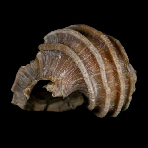 1.6" Ecphora Gardnerae Gastropod Fossil Shell Lee Creek Miocene Epoch North Carolina - Fossil Age Minerals