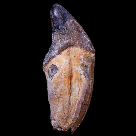 3.2" Pappocetus Lugardi Tooth Prehistoric Whale 40-34 Mil Yrs Old Eocene Age