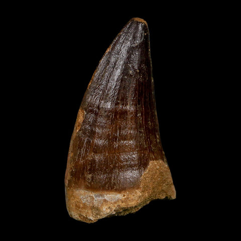 XL 2.3" Mosasaur Prognathodon Fossil Tooth Cretaceous Dinosaur Era COA, Stand