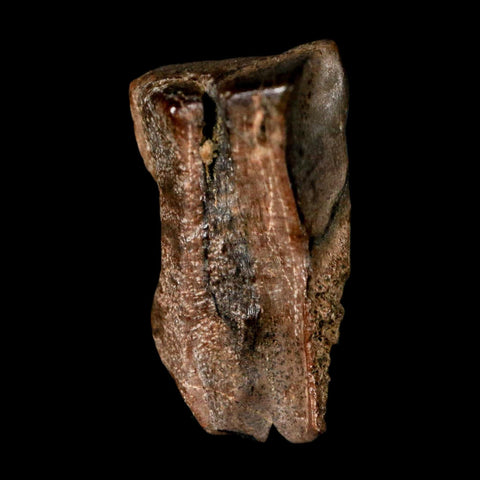 0.7" Triceratops Fossil Tooth Lance Creek FM Cretaceous Dinosaur WY COA Display - Fossil Age Minerals