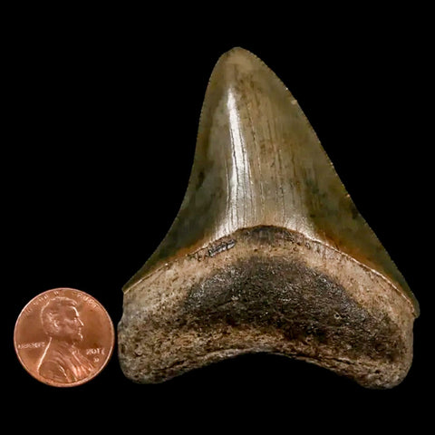 2.5" Quality Megalodon Shark Tooth Serrated Fossil Natural Miocene Age COA