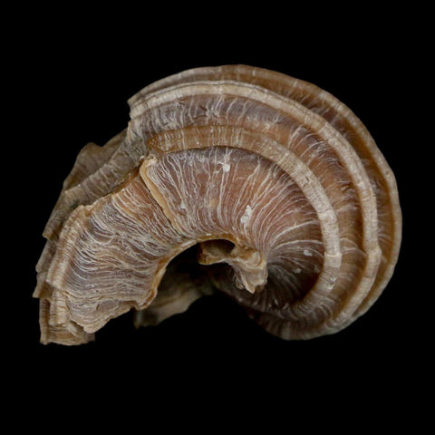 1.6" Ecphora Gardnerae Gastropod Fossil Shell Lee Creek Miocene Epoch North Carolina - Fossil Age Minerals