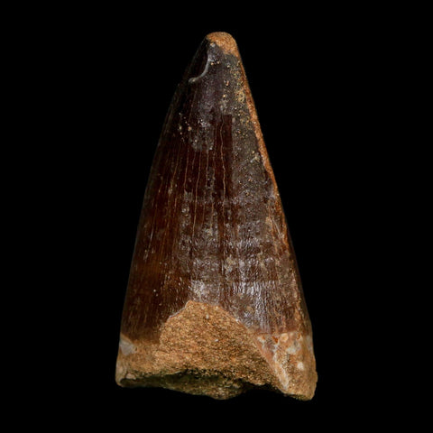 XL 2.3" Mosasaur Prognathodon Fossil Tooth Cretaceous Dinosaur Era COA, Stand