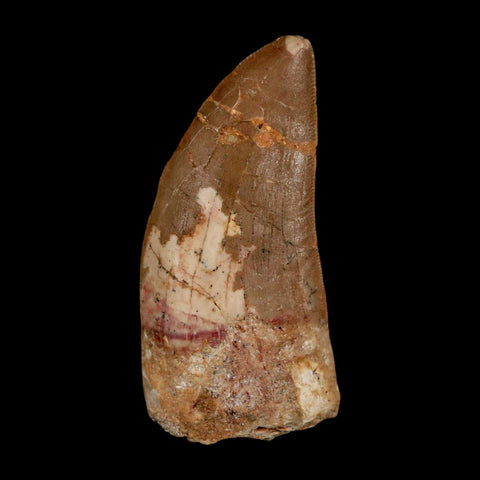 2.3" Carcharodontosaurus Serrated Fossil Tooth Cretaceous Theropod Dinosaur COA - Fossil Age Minerals