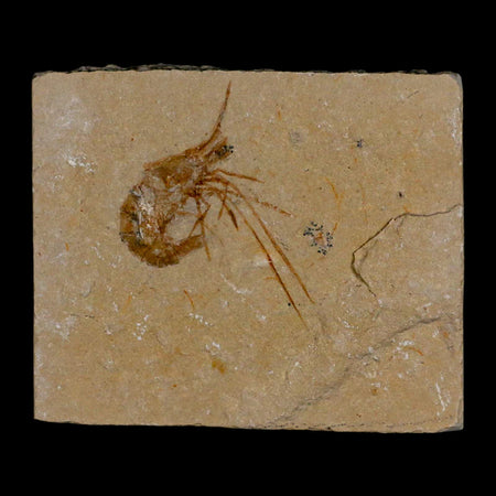 1.8" Fossil Shrimp Carpopenaeus Cretaceous Age 100 Mil Yrs Old Lebanon COA