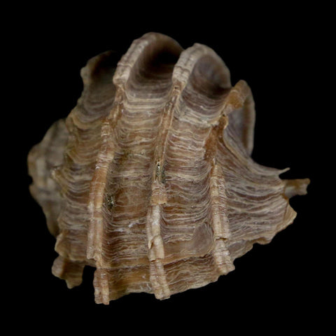 1.6" Ecphora Gardnerae Gastropod Fossil Shell Lee Creek Miocene Epoch North Carolina - Fossil Age Minerals