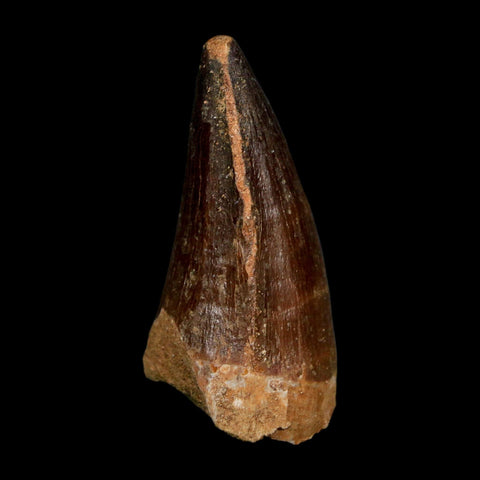XL 2.3" Mosasaur Prognathodon Fossil Tooth Cretaceous Dinosaur Era COA, Stand