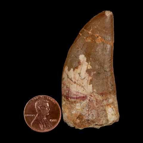 2.3" Carcharodontosaurus Serrated Fossil Tooth Cretaceous Theropod Dinosaur COA - Fossil Age Minerals