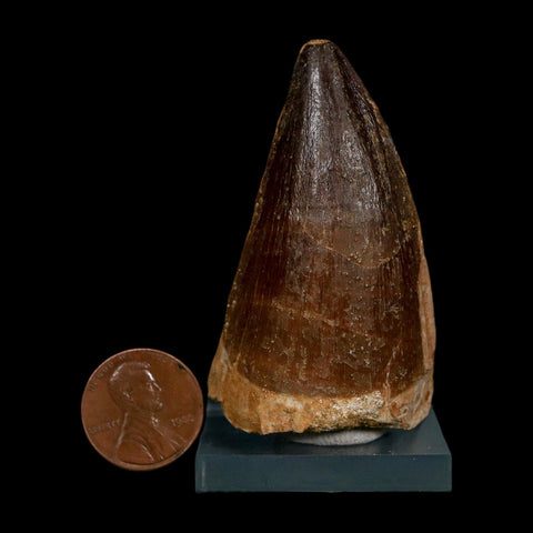 XL 2.3" Mosasaur Prognathodon Fossil Tooth Cretaceous Dinosaur Era COA, Stand