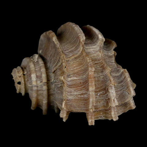 1.6" Ecphora Gardnerae Gastropod Fossil Shell Lee Creek Miocene Epoch North Carolina - Fossil Age Minerals