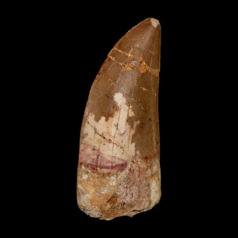 2.3" Carcharodontosaurus Serrated Fossil Tooth Cretaceous Theropod Dinosaur COA - Fossil Age Minerals