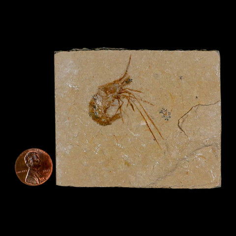 1.8" Fossil Shrimp Carpopenaeus Cretaceous Age 100 Mil Yrs Old Lebanon COA - Fossil Age Minerals