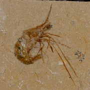 1.8" Fossil Shrimp Carpopenaeus Cretaceous Age 100 Mil Yrs Old Lebanon COA