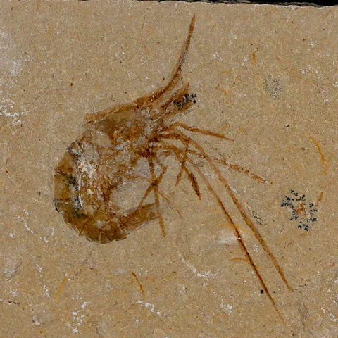 1.8" Fossil Shrimp Carpopenaeus Cretaceous Age 100 Mil Yrs Old Lebanon COA - Fossil Age Minerals