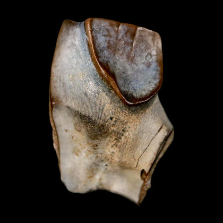 0.7" Triceratops Fossil Tooth Lance Creek FM Cretaceous Dinosaur WY COA Display