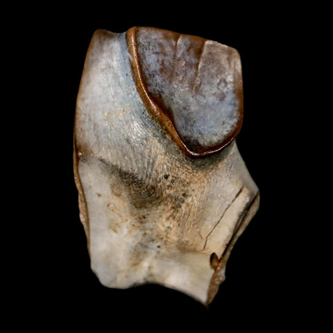 0.7" Triceratops Fossil Tooth Lance Creek FM Cretaceous Dinosaur WY COA Display - Fossil Age Minerals