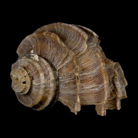 1.6" Ecphora Gardnerae Gastropod Fossil Shell Lee Creek Miocene Epoch North Carolina - Fossil Age Minerals