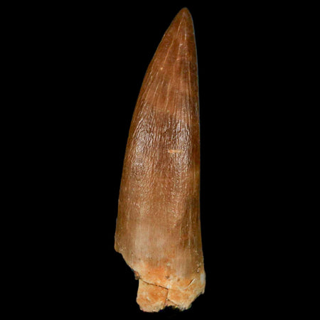 1.7" Plesiosaur Zarafasaura Tooth Fossil Cretaceous Dinosaur Era COA, Stand