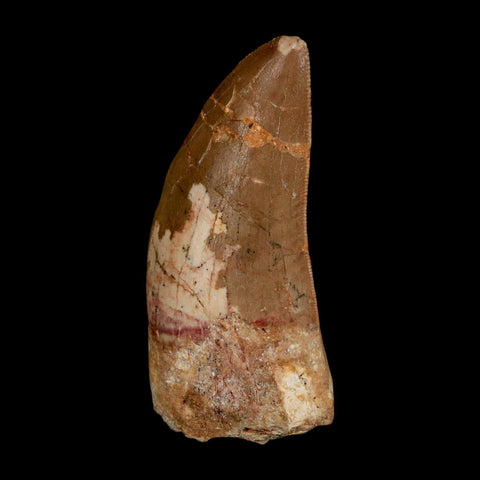 2.3" Carcharodontosaurus Serrated Fossil Tooth Cretaceous Theropod Dinosaur COA - Fossil Age Minerals