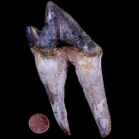5.1" Pappocetus Lugardi Tooth Prehistoric Whale 40-34 Mil Yrs Old Eocene Age - Fossil Age Minerals